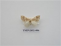 藏品(尺蛾573)的圖片